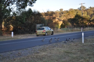 ducks by roadside